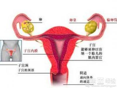 子宫内膜厚度_子宫双层内膜厚度3mm_内膜厚度多少正常