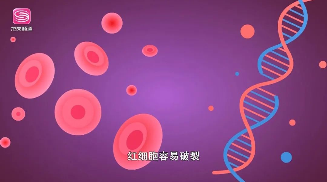 地海中贫血有什么症状_地海中贫血能要小孩吗?_地中海贫血