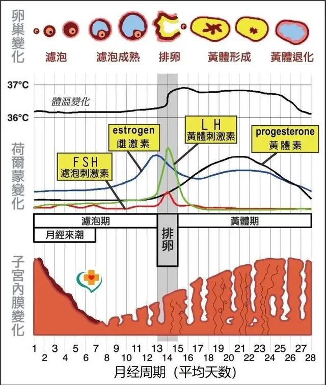 子宫内膜厚度