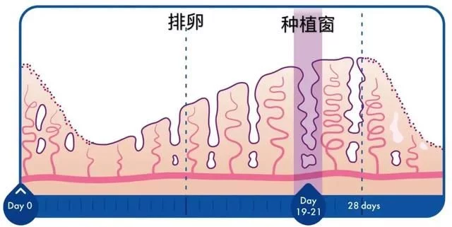 子宫内膜厚度