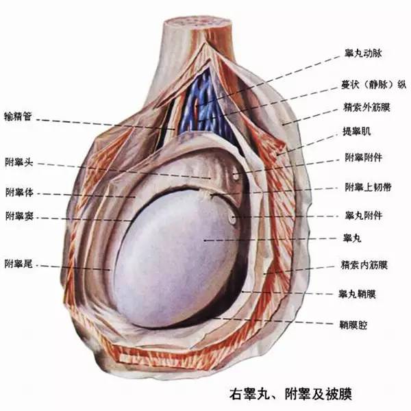 睾丸扭转坏死_睾丸扭转_睾丸扭转病理