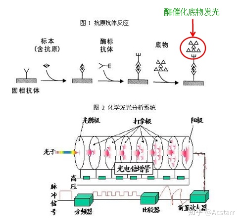 梅毒抗体