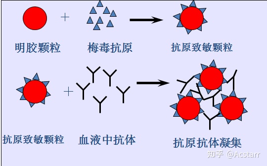 梅毒抗体