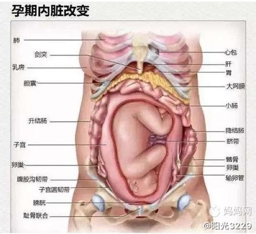 足月妊娠胎心率_多胎妊娠_单胎妊娠是什么意思