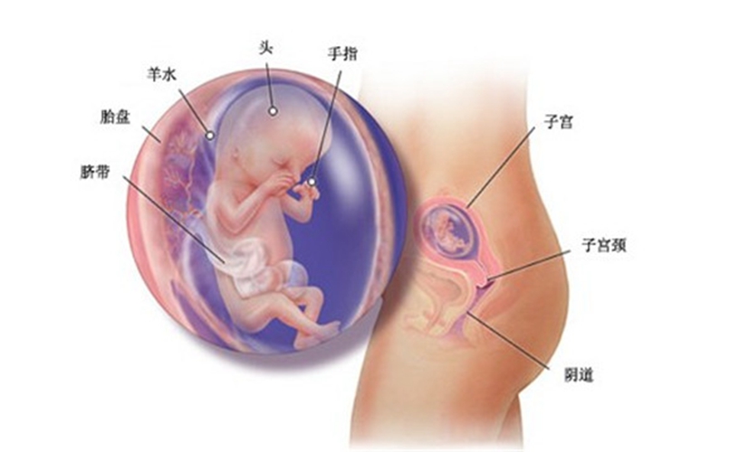 单胎妊娠是什么意思_多胎妊娠_足月妊娠胎心率
