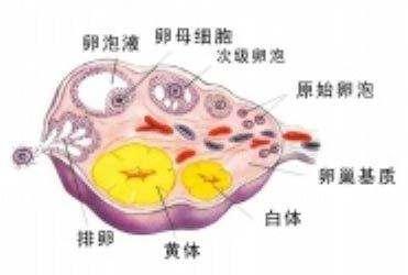 黄体铜_黄体素_黄体铜素