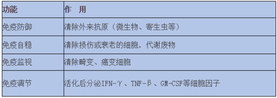 nk细胞