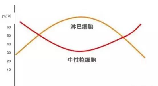 nk细胞