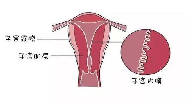 子宫内膜厚度_经期内膜厚度多少正常_内膜厚度多少正常