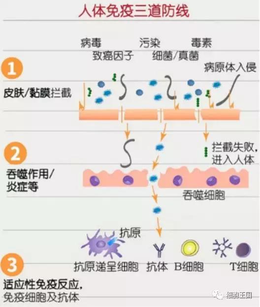 nk细胞_nk细胞是什么_nk t细胞淋巴瘤