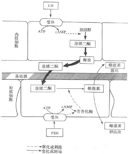 黄体期