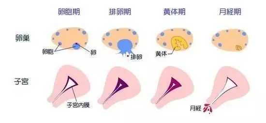 子宫内膜薄