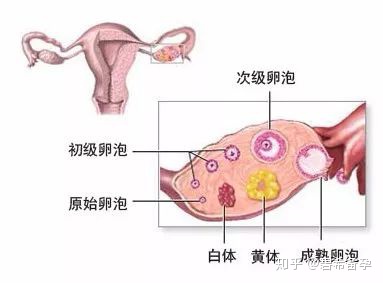 黄体期