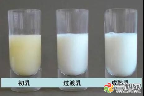 初乳图片_人初乳_产后初乳