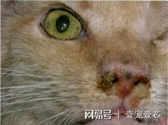 呼吸道病毒 单纯疱疹_单纯疱疹_单纯疱疹病毒