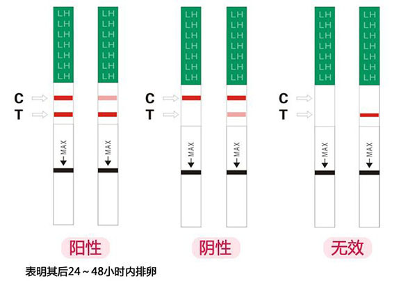 排卵试纸强阳