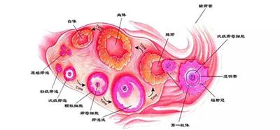 黄体不足_黄体素_黄体功能不全