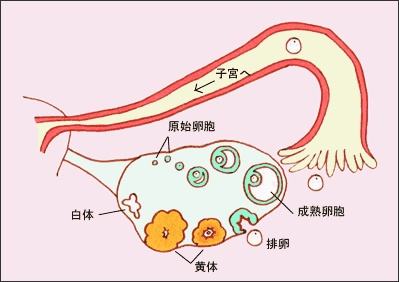 黄体素_黄体功能不全_黄体不足