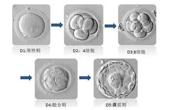 哪里辅助生殖医院便宜_辅助生殖_那做辅助生殖便宜
