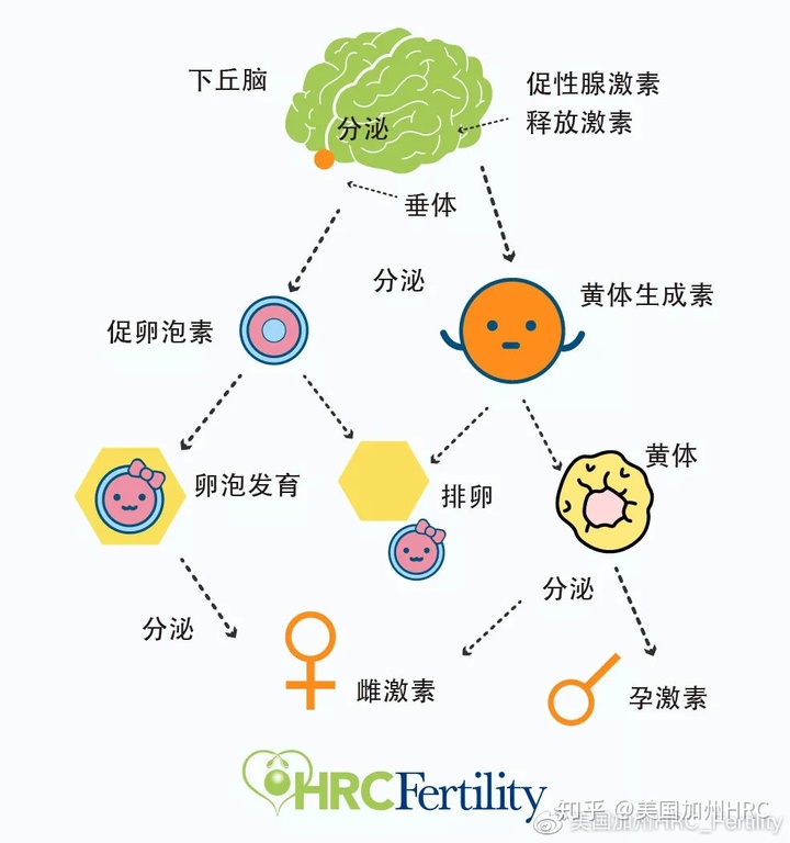 催乳激素_更年期催乳激素高有什么症状_变性人催乳激素