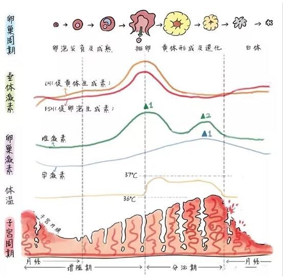 宫颈内膜厚度多少正常_经期内膜厚度多少正常_子宫内膜厚度