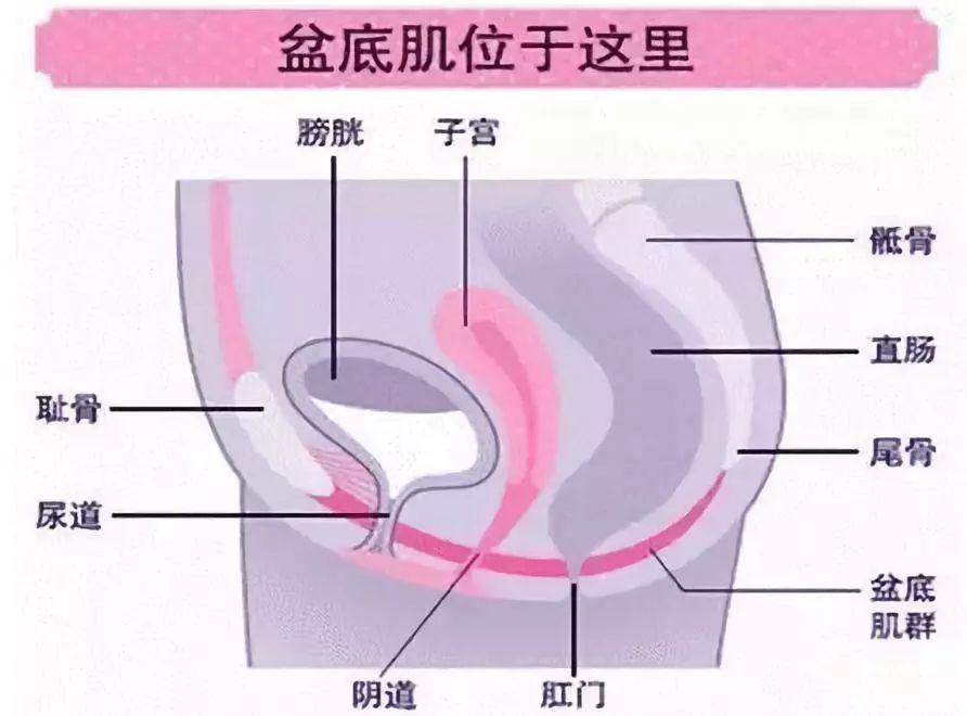 盆底肌修复_盆底肌康复治疗_盆底肌康复