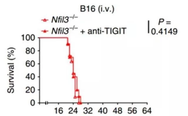 nk细胞