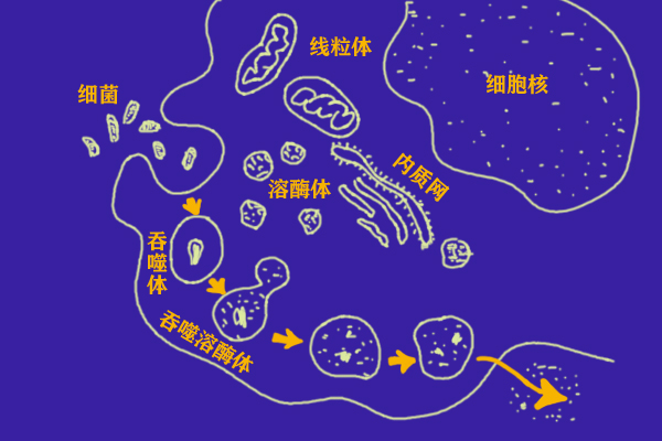 人体的卫士——白细胞
