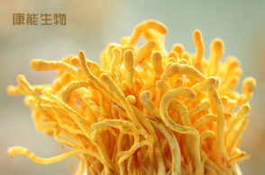 孕妇可以吃巧克力吗吃阿胶吗_孕妇可以吃枸杞吃_孕妇可以吃芡实吗