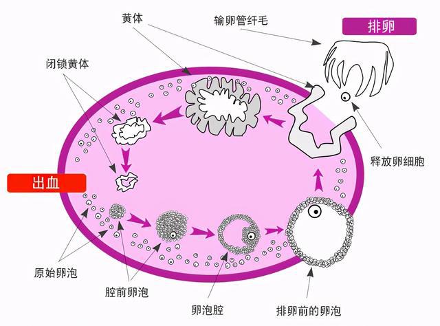 黄体期_卵泡期黄体生成素偏低_卵泡期促黄体生成素高