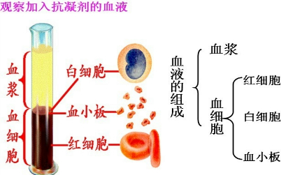 为验证溶藻细胞对铜绿微囊藻细胞数量_红细胞_环孢菌素a抑制哪种细胞th细胞