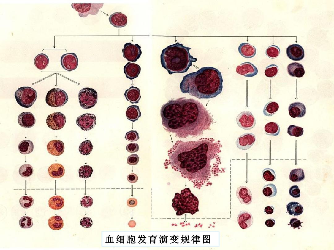 为验证溶藻细胞对铜绿微囊藻细胞数量_环孢菌素a抑制哪种细胞th细胞_红细胞