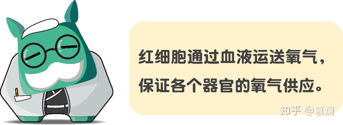 红细胞