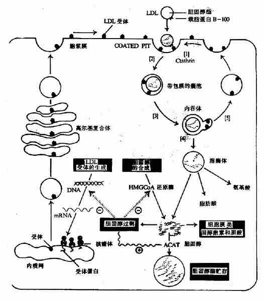 为验证溶藻细胞对铜绿微囊藻细胞数量_细胞核是遗传信息库,是细胞_红细胞