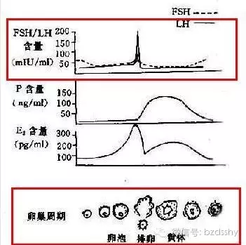 排卵试纸强阳