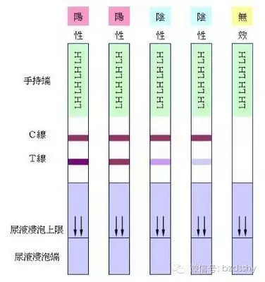 排卵试纸强阳
