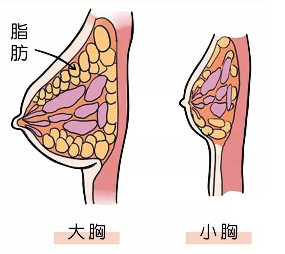 激素引起的低钾怎么办_雌激素低怎么办_促甲状腺激素低原因