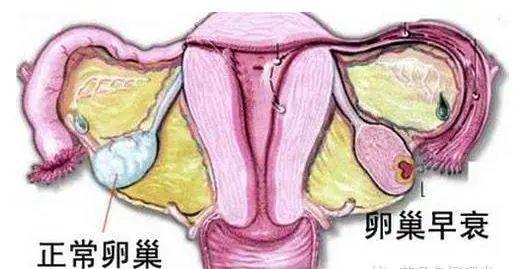 雌激素低怎么办_激素引起的低钾怎么办_促甲状腺激素低原因