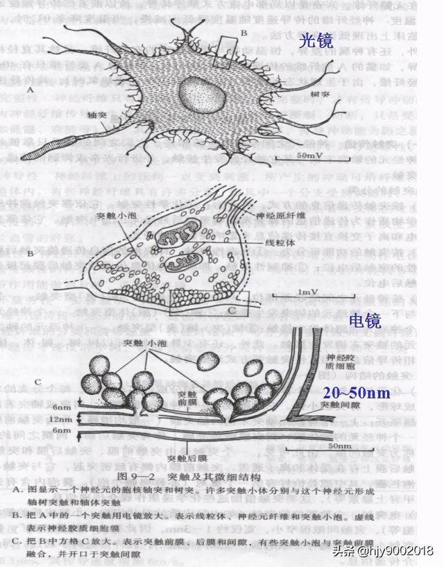英短蓝猫 尴尬期_短QT间期综合征_双色球综合走势图近30期
