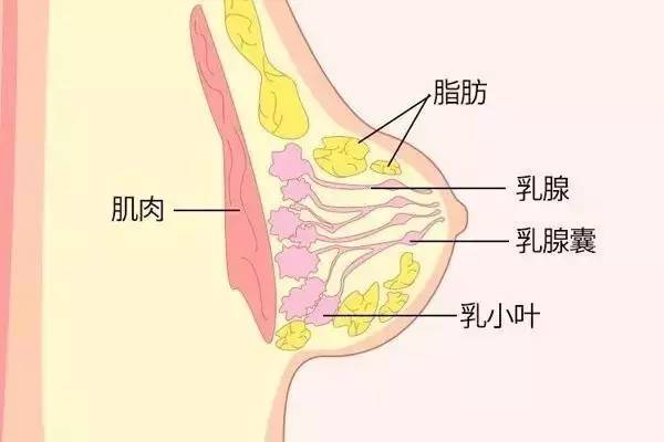 黄体期_卵泡期促黄体生成素_妊娠黄体和月经黄体
