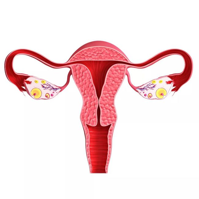 子宫腺肌症的症状_子宫腺肌症_子宫腺肌症与腺肌瘤