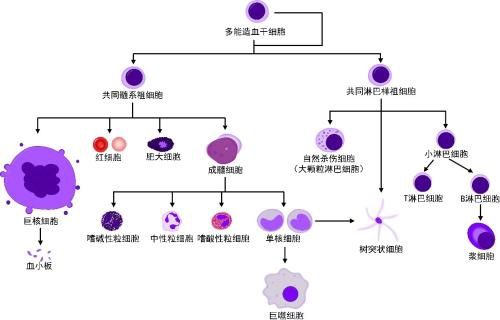 nk细胞治疗_nk细胞_car–nk细胞
