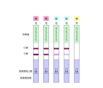 排卵试纸强阳后多久排卵_排卵试纸强阳_测排卵试纸强阳后多久排卵