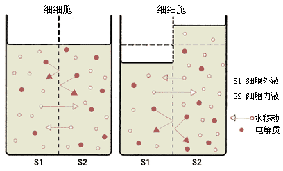 环孢菌素a抑制哪种细胞th细胞_细胞核是遗传信息库,是细胞_红细胞