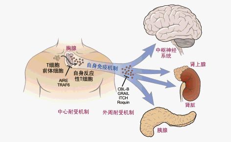 单纯疱疹病毒_单纯疱疹病毒感染_阴部单纯疱疹