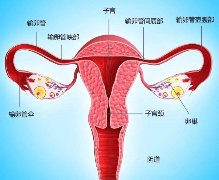 > 子宫输卵管造影中国专家共识(图1) 造影可以疏通输卵管吗_造影有疏通输卵管吗_输卵管造影