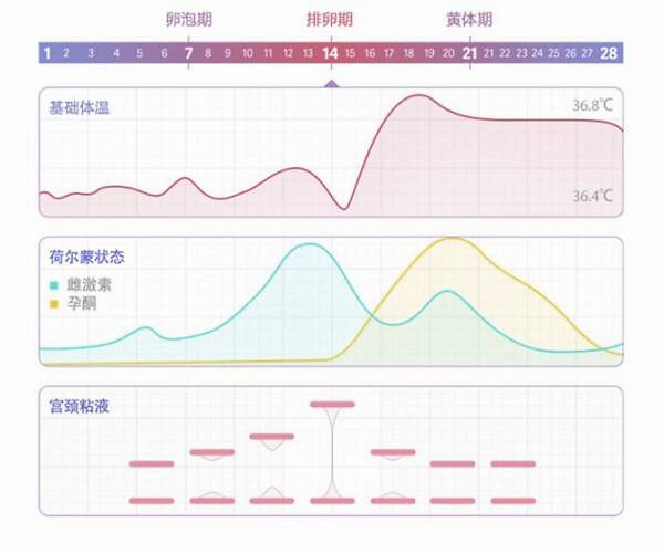 滤泡期排卵期黄体_黄体_黄体期