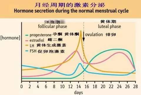 黄体期_黄体_滤泡期排卵期黄体
