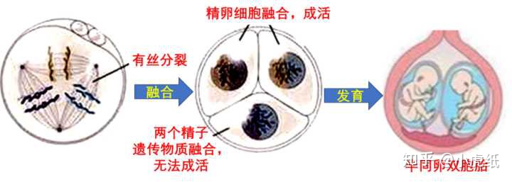 同卵双胞胎还是异卵双胞胎_同卵和异卵双胞胎_同卵双胞胎