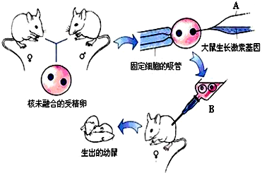 双胞胎同卵异卵_同卵异卵双胞胎_同卵双胞胎